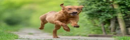 Labrador Retriever dogs for stud: FOX RED LABRADOR  AVAILABLE AT STUD in Newark - Advert 5