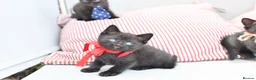 British Shorthair cats for sale: 5 Bundles of Love - Persian x BSH kittens  - Advert 16