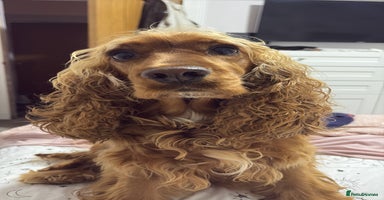 Cocker Spaniel dogs - Advert 5