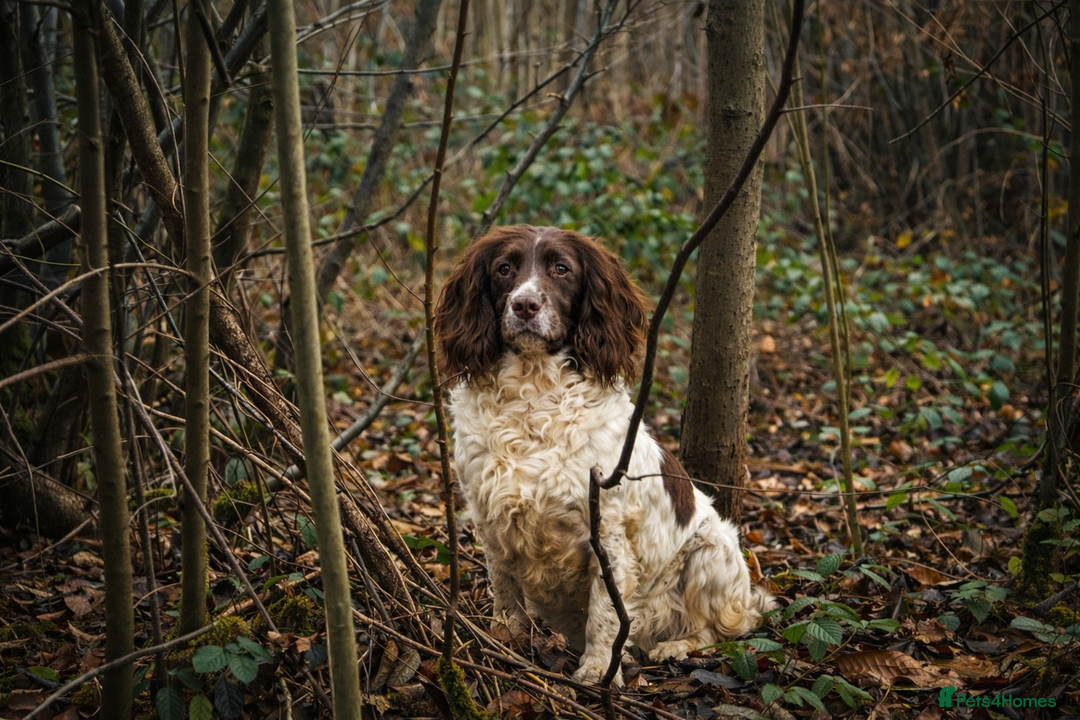 Sprocker dogs for sale: Gamekeeper breed sprockers - Advert 1