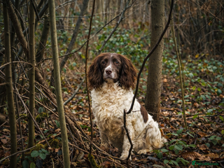 Sprocker dogs Gamekeeper breed sprockers - Advert 17