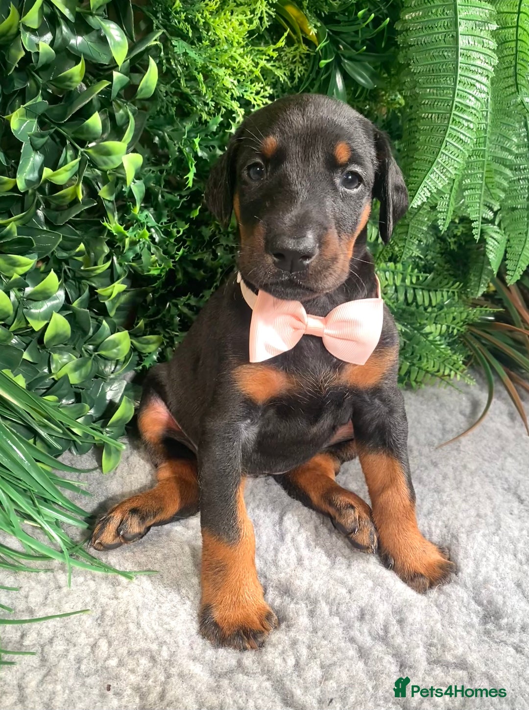 Dobermann dogs for sale: KC REG HEALTH TESTED EUROPEAN DOBERMAN : REDUCED! - Advert 33