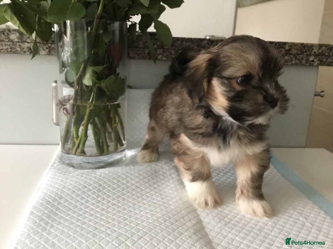 Lhasa Apso dogs for sale: Beautiful KC registered Lhasa Apso puppies.  - Image 5