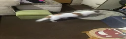 Maltese dogs for sale: Jack Russell Terrier in Middlesbrough - Advert 3