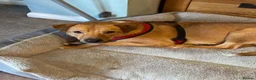 Mixed Breed dogs for adoption: Caesar for adoption in Leighton Buzzard - Advert 2