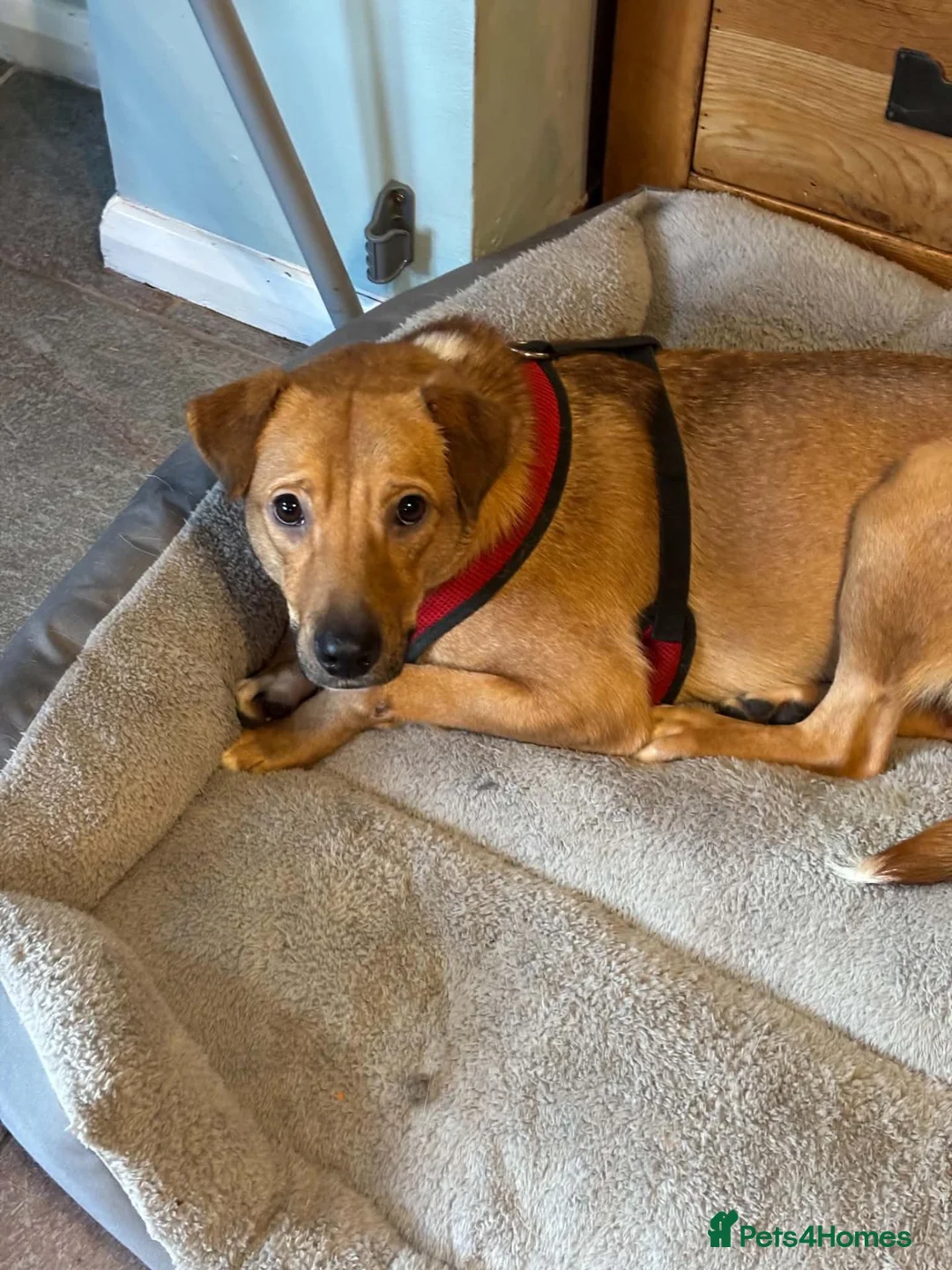 Mixed Breed dogs for adoption: Caesar for adoption in Leighton Buzzard - Advert 2