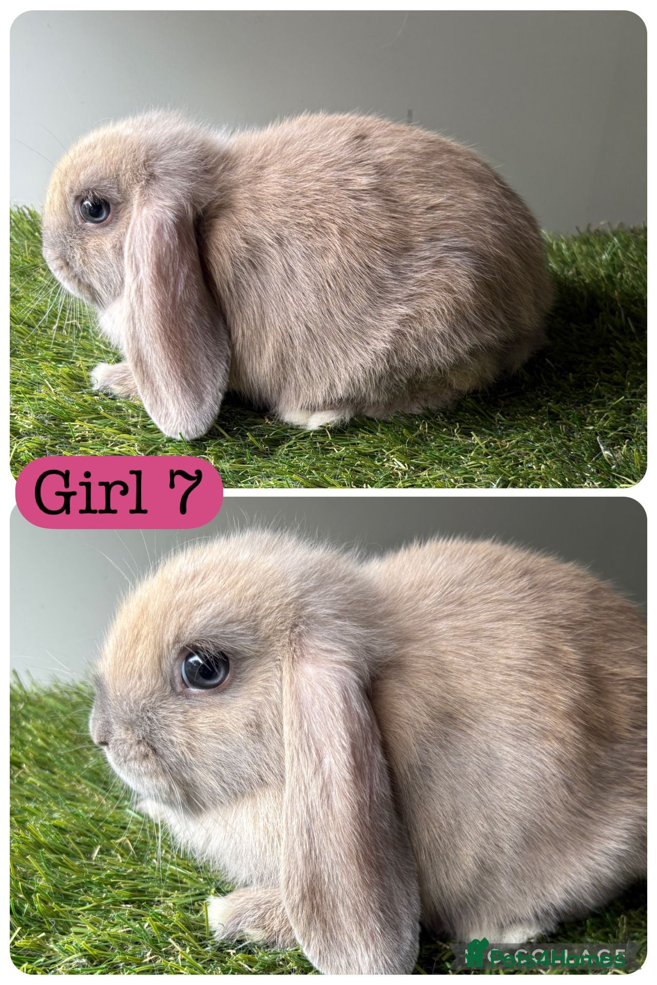 Dwarf Lop rabbits Female dwarf Lop - Advert 5