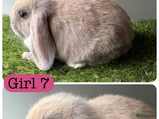 Dwarf Lop rabbits Female dwarf Lop - Advert 2