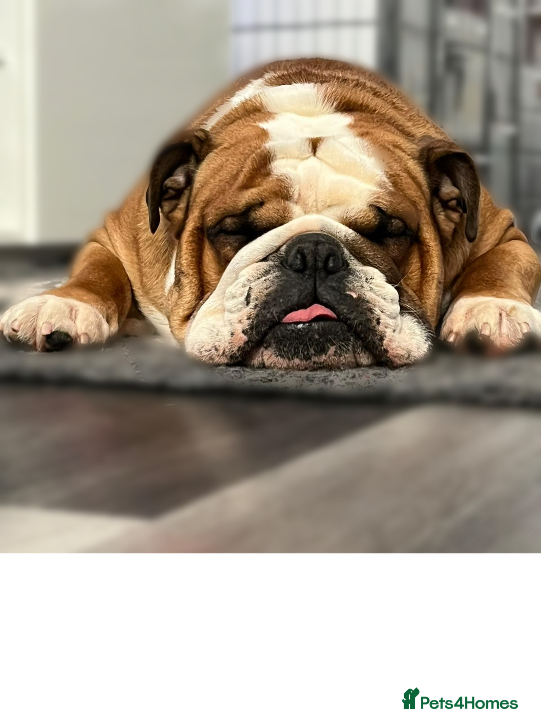 English Bulldog dogs for stud: Champion sired Gold Health Tested Bulldog Stud Dog - Advert 4