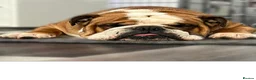 English Bulldog dogs for stud: Champion sired Gold Health Tested Bulldog Stud Dog - Advert 4