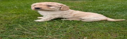 Labradoodle dogs for sale: Beautiful mutigeneration F3 labradoodle girl  - Advert 6