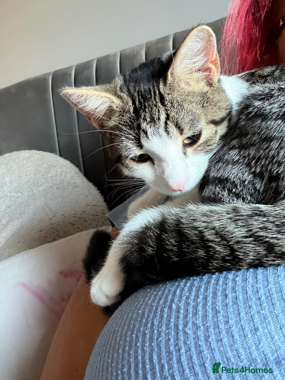 Mixed Breed cats for sale: 8 week old kitten ready to Leave now  - Advert 8