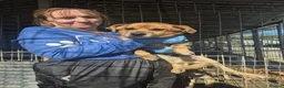 Mixed Breed dogs for adoption: Fry - Norwich Norfolk  - Advert 1