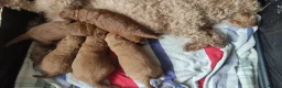 Cavapoochon dogs for sale: 5 Beautiful Cavapoochon puppies, 2 Boys, 3 Girls in Peterborough - Advert 15