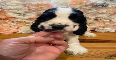 Cocker Spaniel dogs Beautiful show cocker spaniel babies - Advert 15