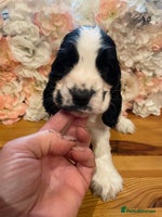 Cocker Spaniel dogs Beautiful show cocker spaniel babies - Advert 15
