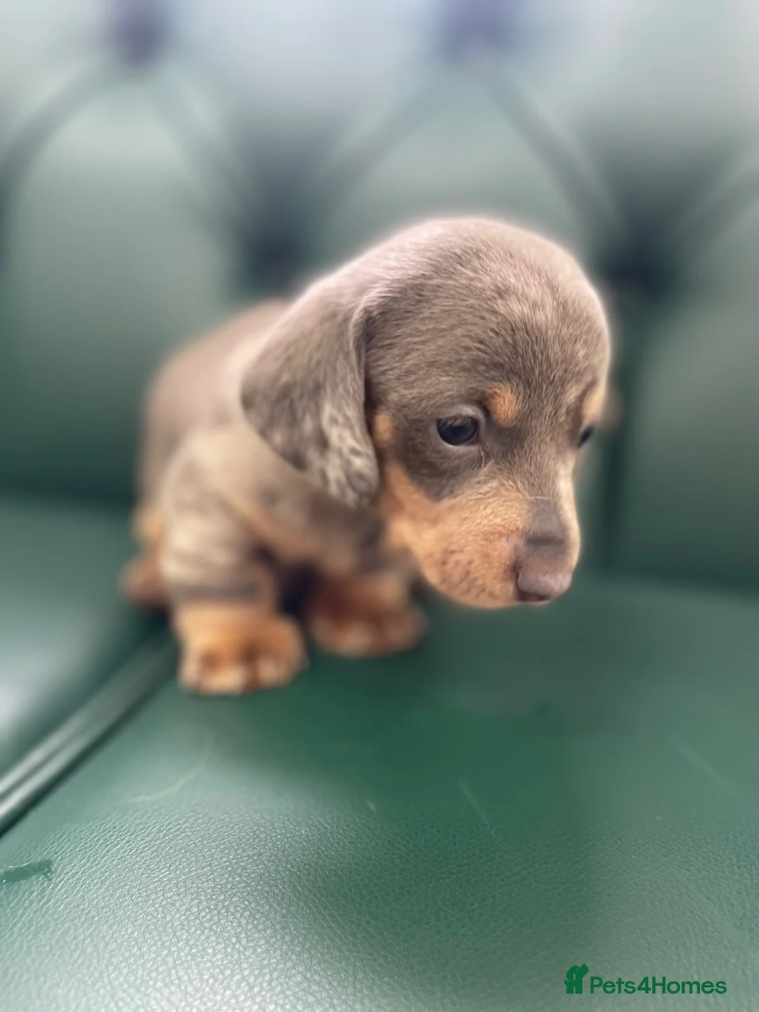 Miniature Dachshund dogs for sale: 5⭐️Licensed. PRA clear mini daxis - Advert 2