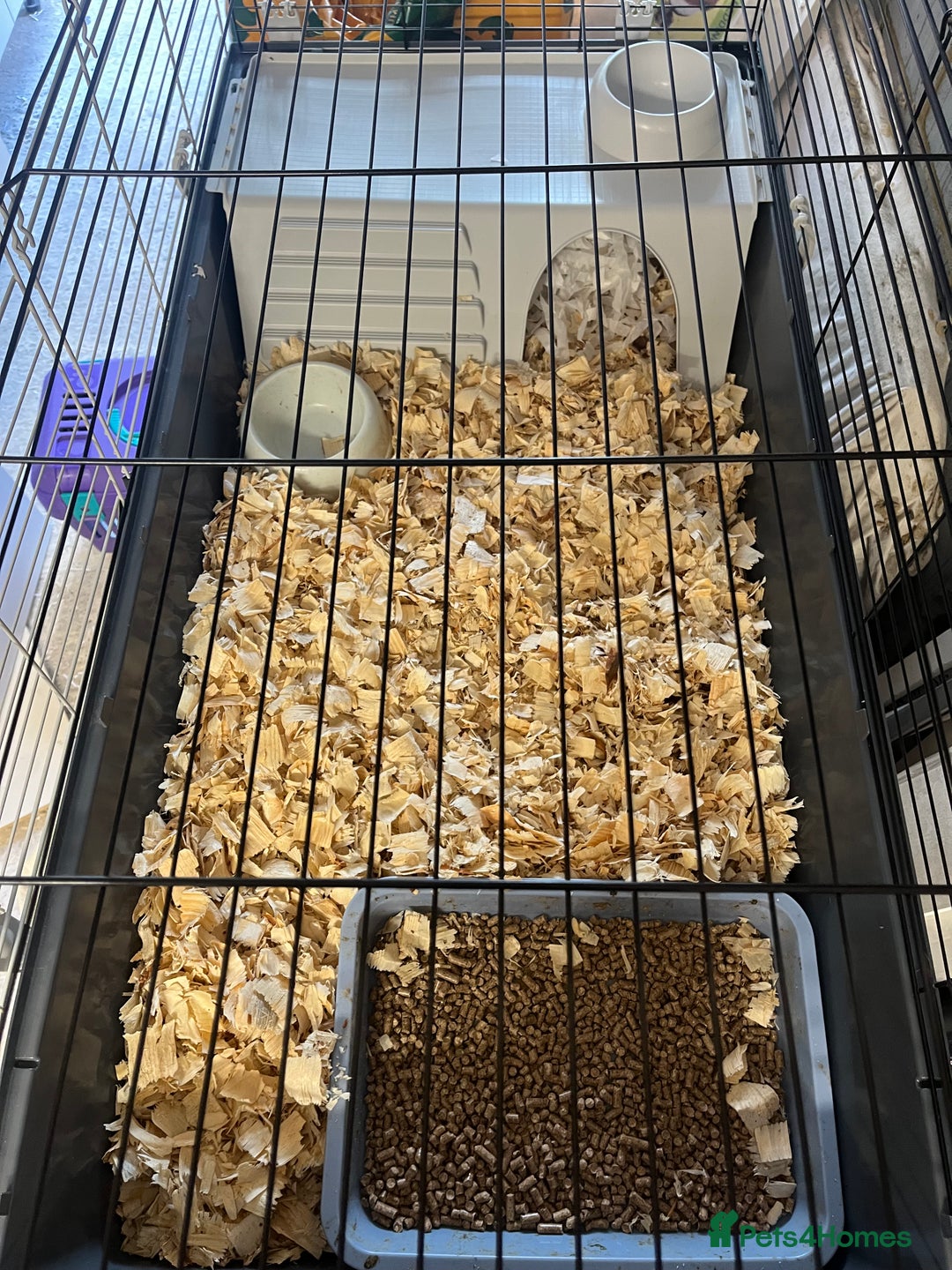 Pygmy Hedgehog rodents for sale: Young black boy/ full set up / carrier ready today - Image 6