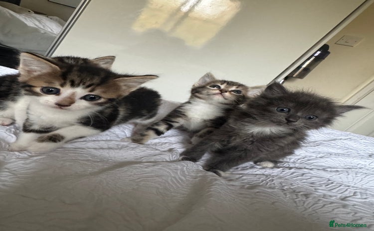 Domestic Shorthair cats - Advert 1