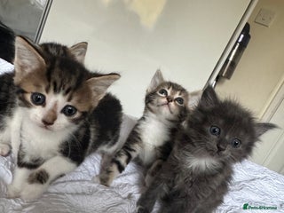 Domestic Shorthair cats - Advert 3