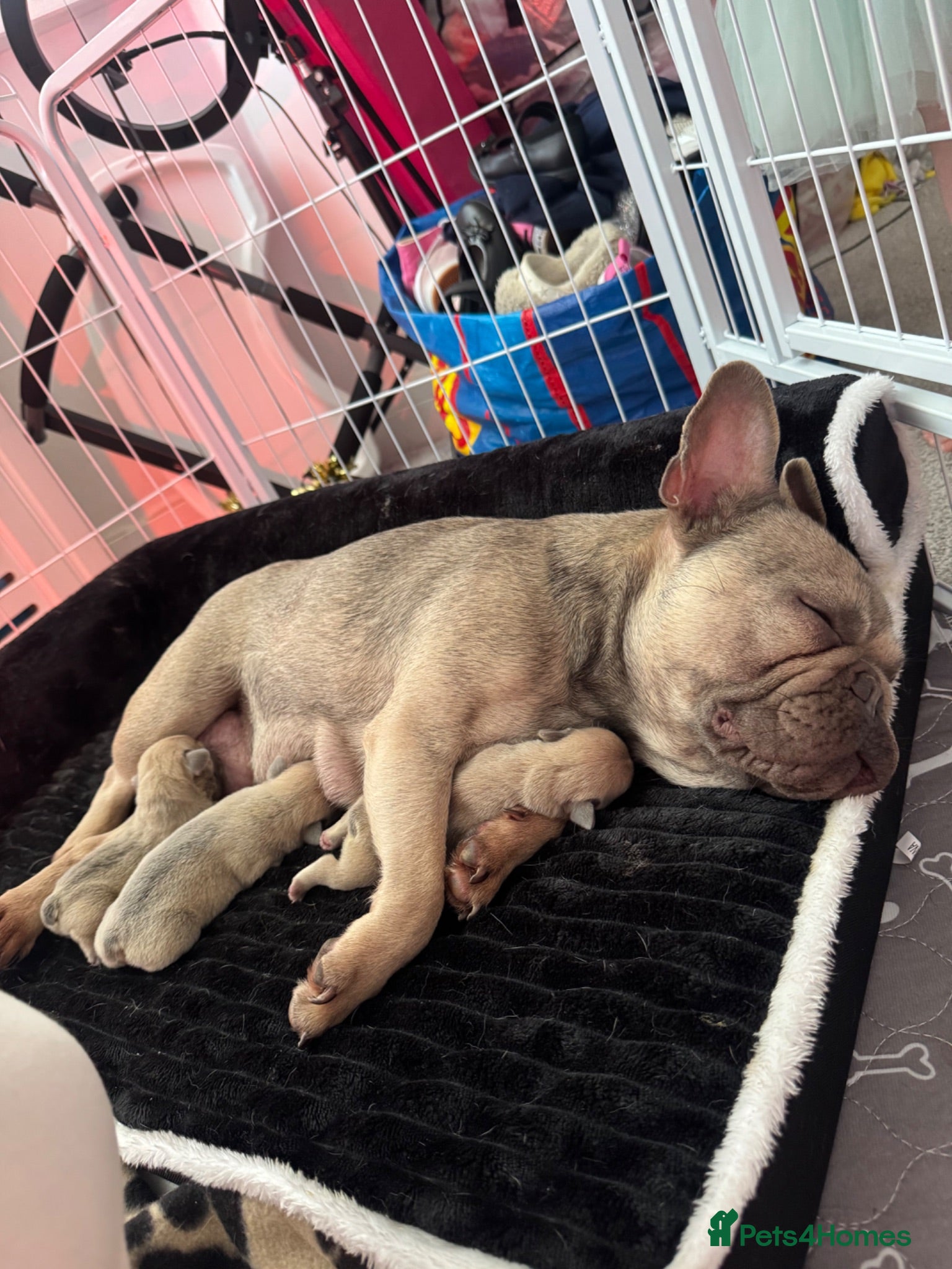 French Bulldog dogs 3 beautiful French bulldog puppies for sale!  - Advert 1