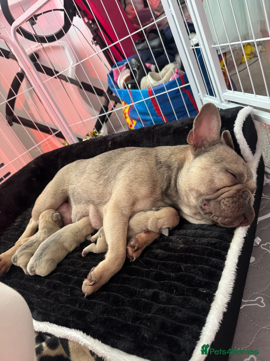 French Bulldog dogs for sale: 3 beautiful French bulldog puppies for sale!  in South Shields - Advert 1