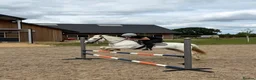 Connemara horses for sale: Velvet carcade in Newmarket - Advert 4