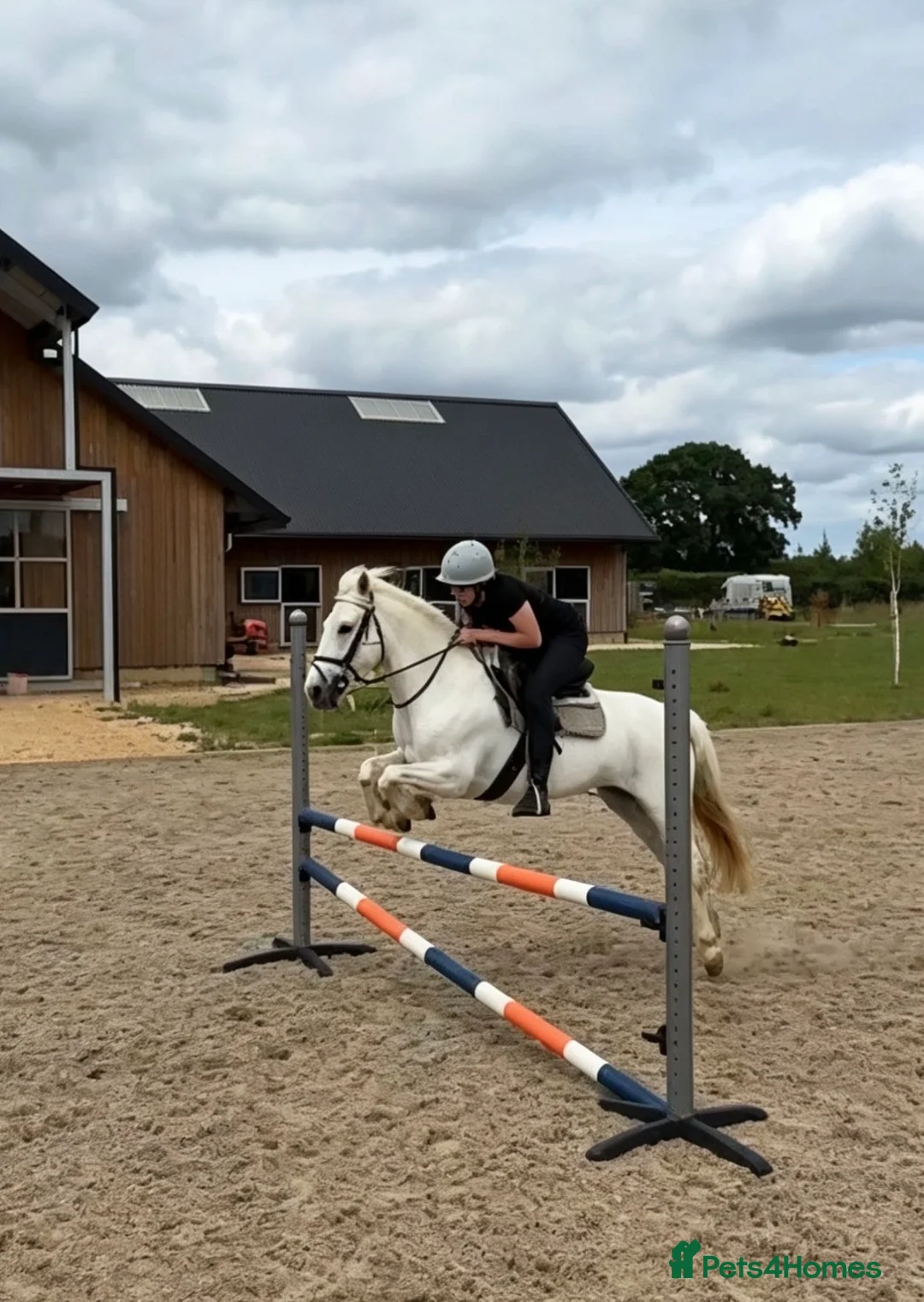 Connemara horses for sale: Velvet carcade in Newmarket - Advert 4