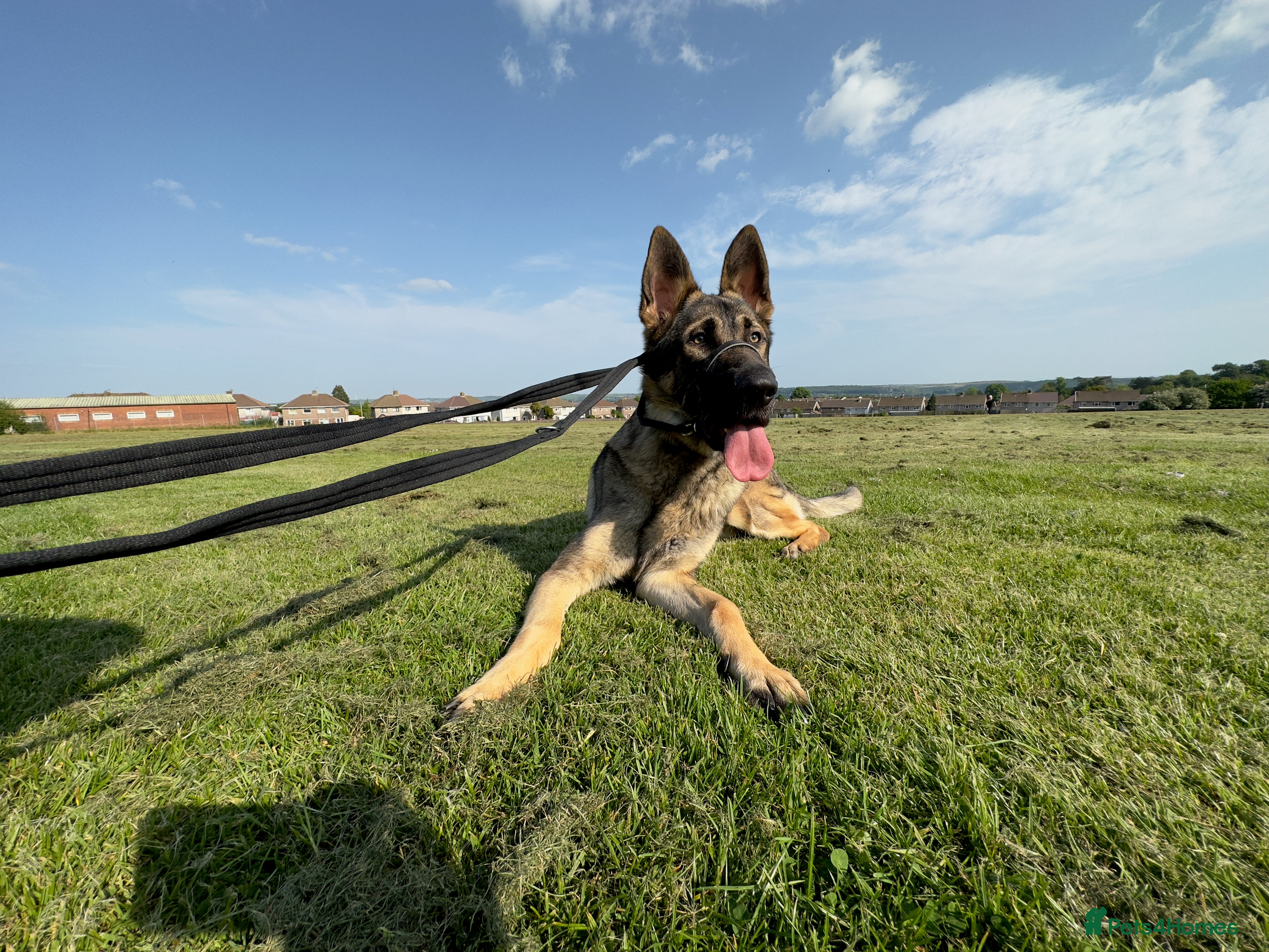 German Shepherd dogs 4 Year Old Thor in Bridgend - Advert 13