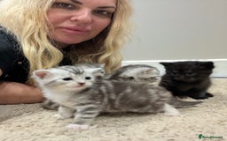 British Shorthair cats for sale: Beautiful British Shorthair Cross Kittens - Image 9
