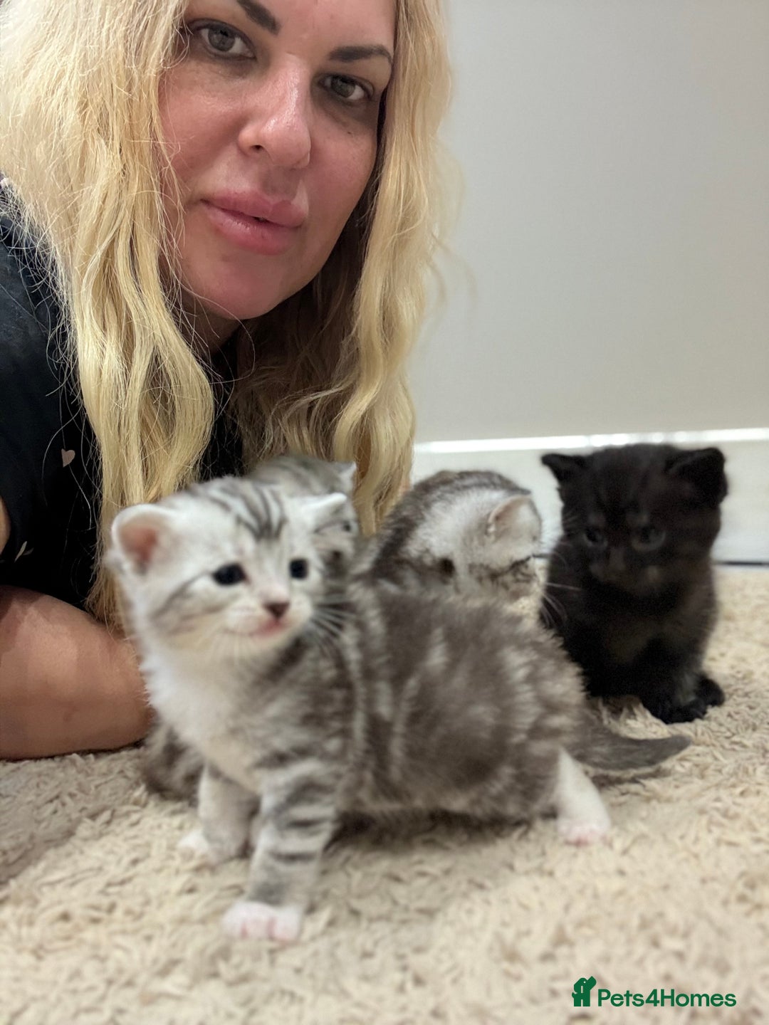 British Shorthair cats for sale: Beautiful British Shorthair Cross Kittens - Image 9