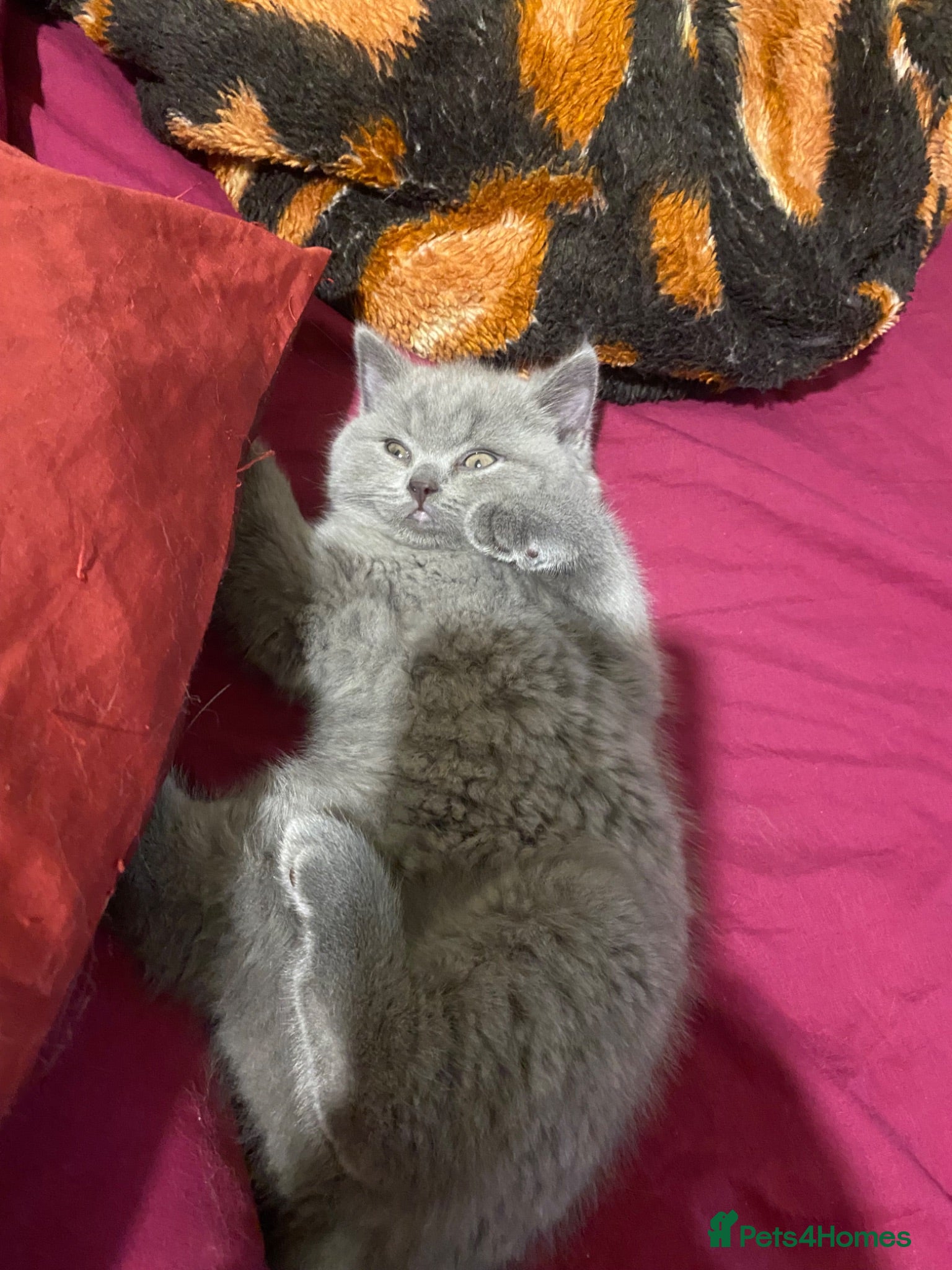 British Shorthair cats there is four beautiful healthy British shorthairs - Advert 20
