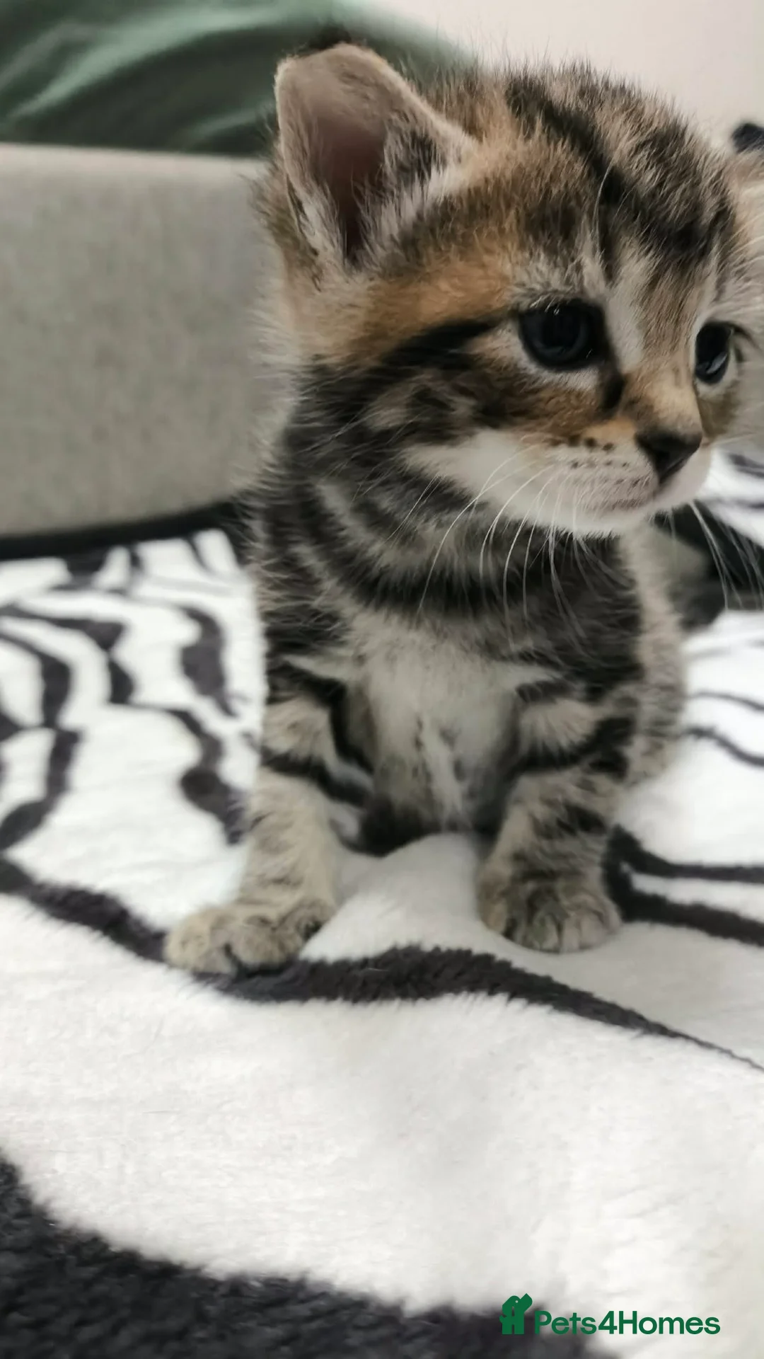 Mixed Breed cats for sale: Adorable Tabby Kittens Looking for Forever Homes - Advert 12