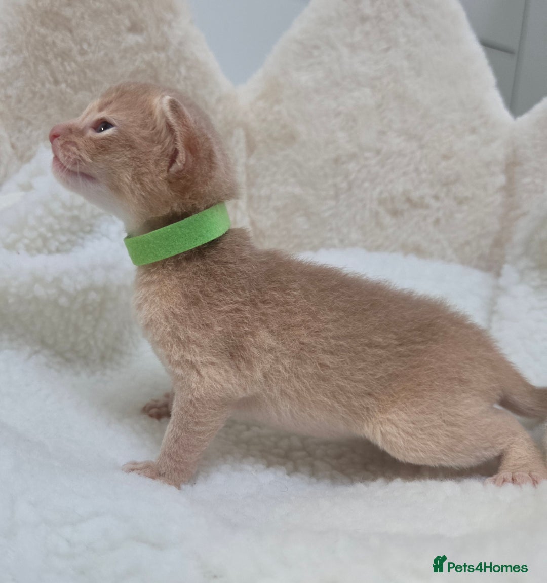 Abyssinian cats for sale: Gorgeous Tica  Abyssinian Kittens  - Advert 17