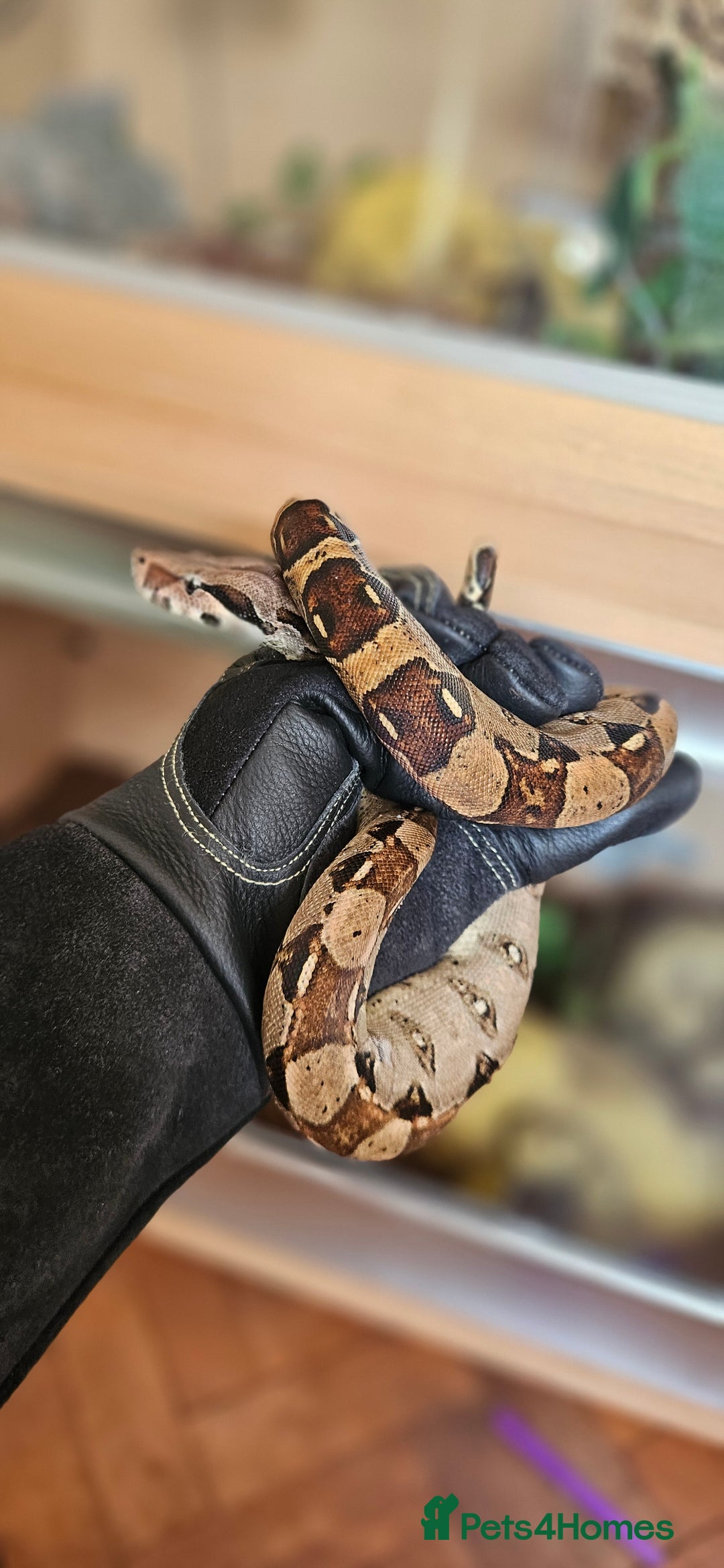 Snake reptiles for sale: Reptile rehoming - Image 2
