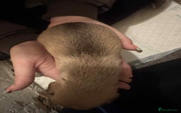 Chihuahua dogs for sale: Chihuahua girl pups  - Image 11