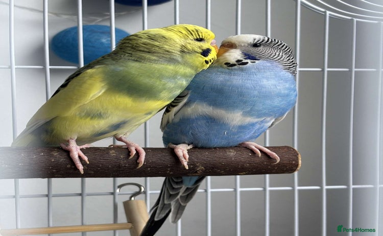 Budgerigars birds - Advert 1