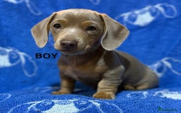 Dachshund dogs for sale: Dachshunds  - Image 7