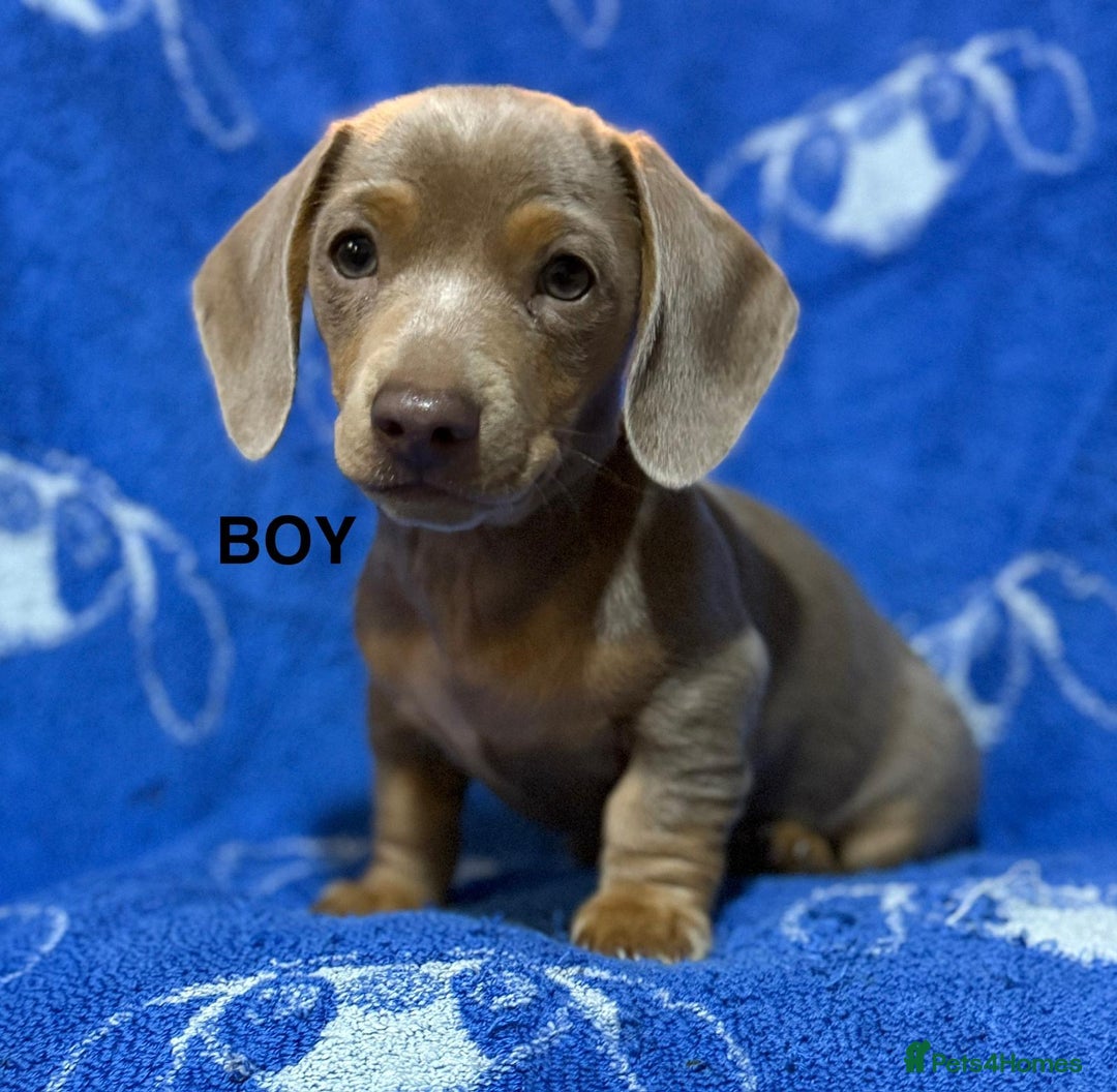 Dachshund dogs for sale: Dachshunds  - Image 7