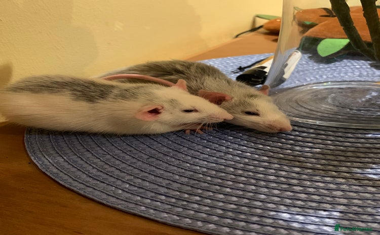 Rat rodents - Advert 1