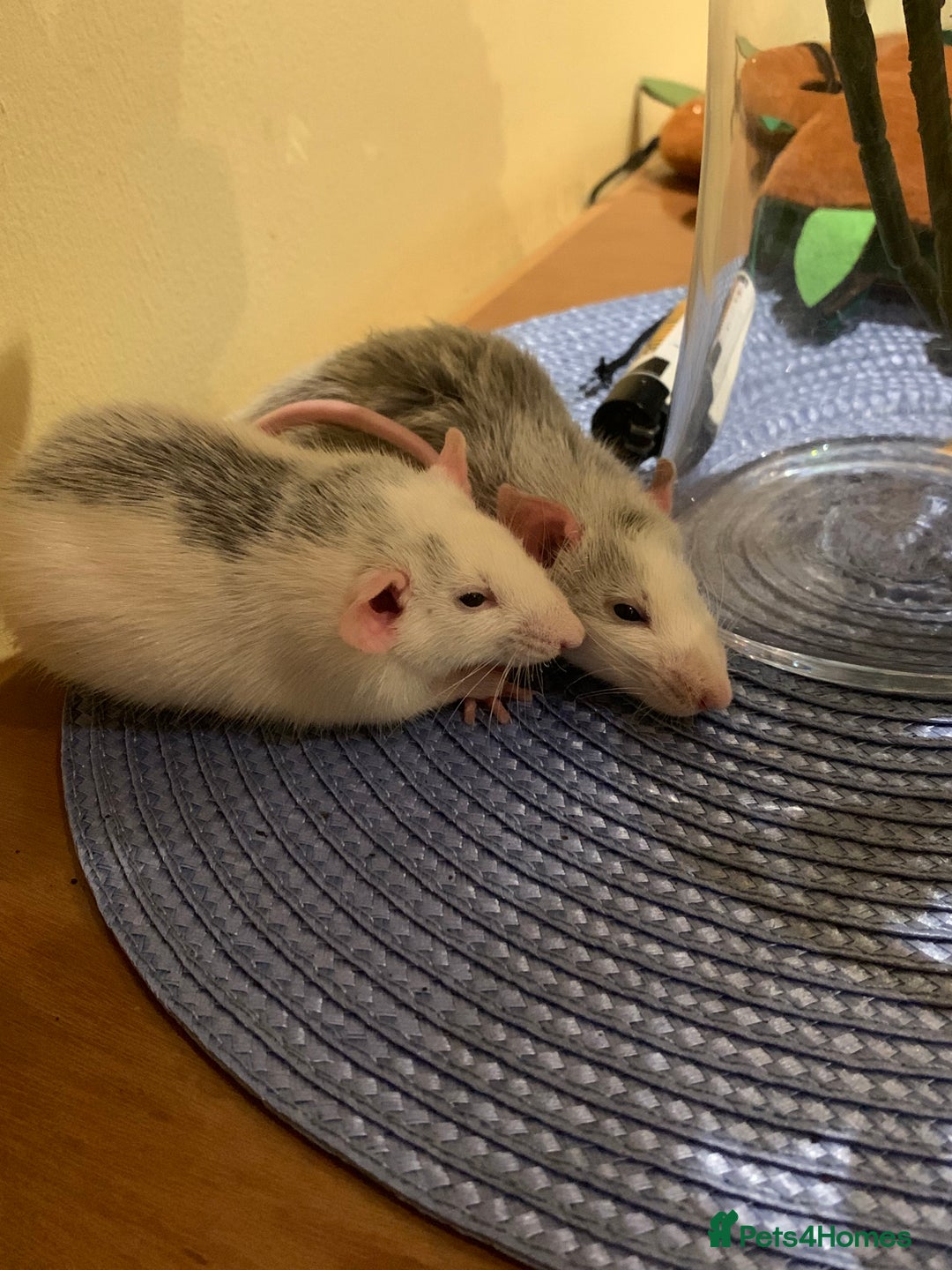 Rat rodents for sale: Rats for adoption!!!! - Image 1