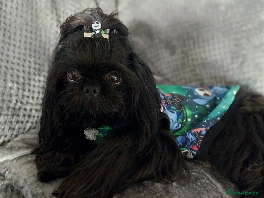 Shih Tzu dogs for stud: Stunning imperial shih-tzu stud - Advert 6