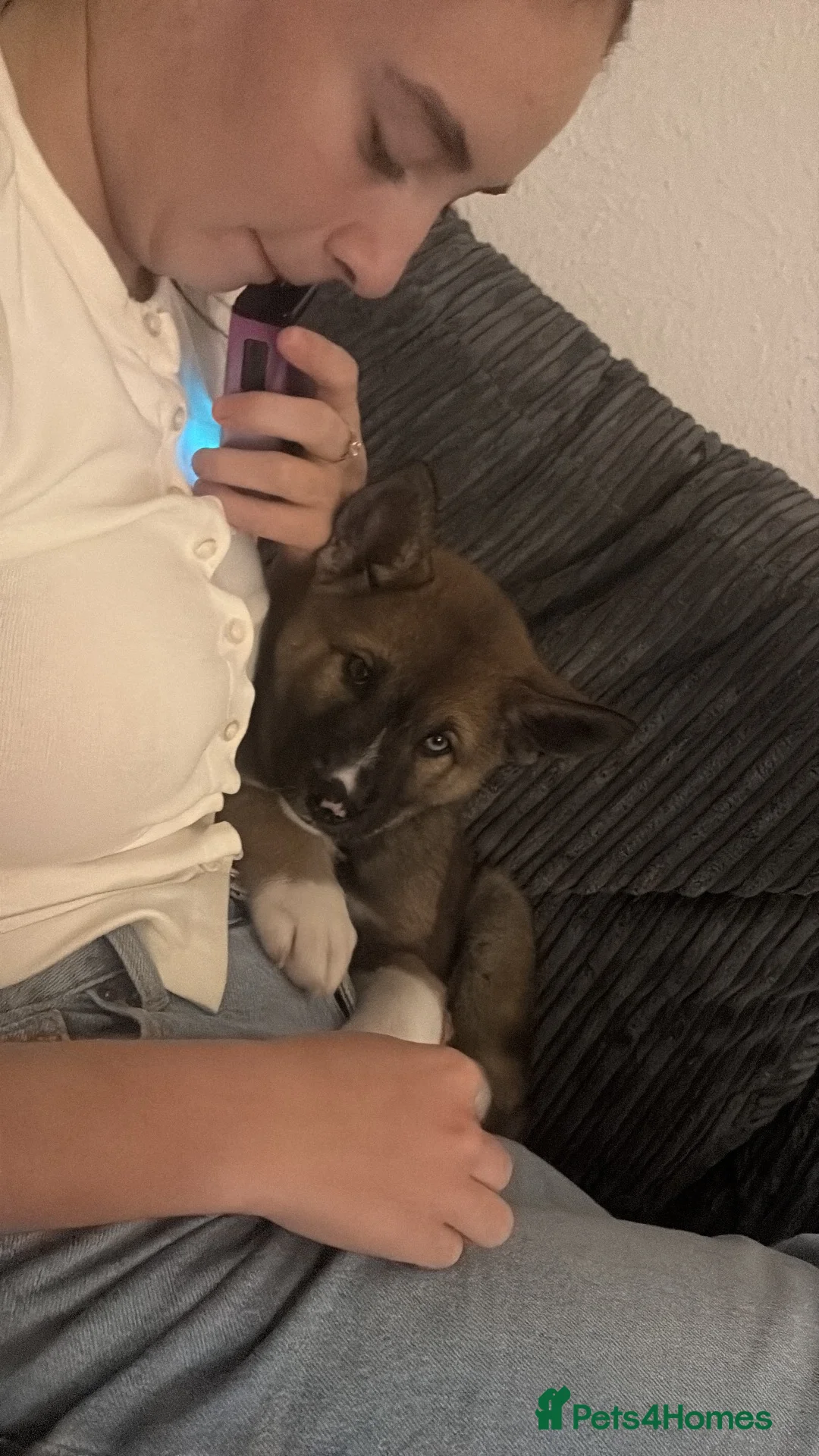 Huskita dogs for sale: Huskita female - Advert 2