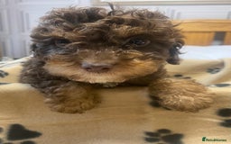 Cockapoo dogs for sale: Gorgeous litter of F1b cockapoos - Advert 17
