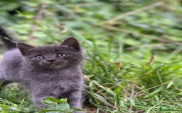 Mixed Breed cats for sale: Four Little Pawsomes Looking for Forever Homes!  - Image 14