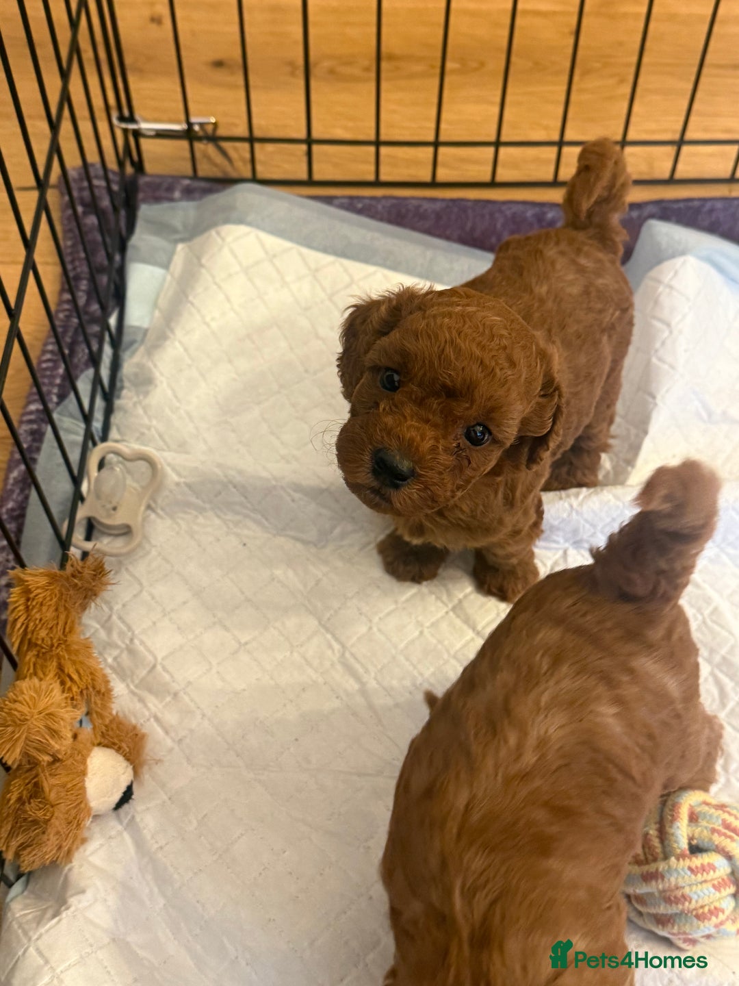 Labradoodle dogs for sale: Miniature Labradoodle F1BB Puppies - Image 9