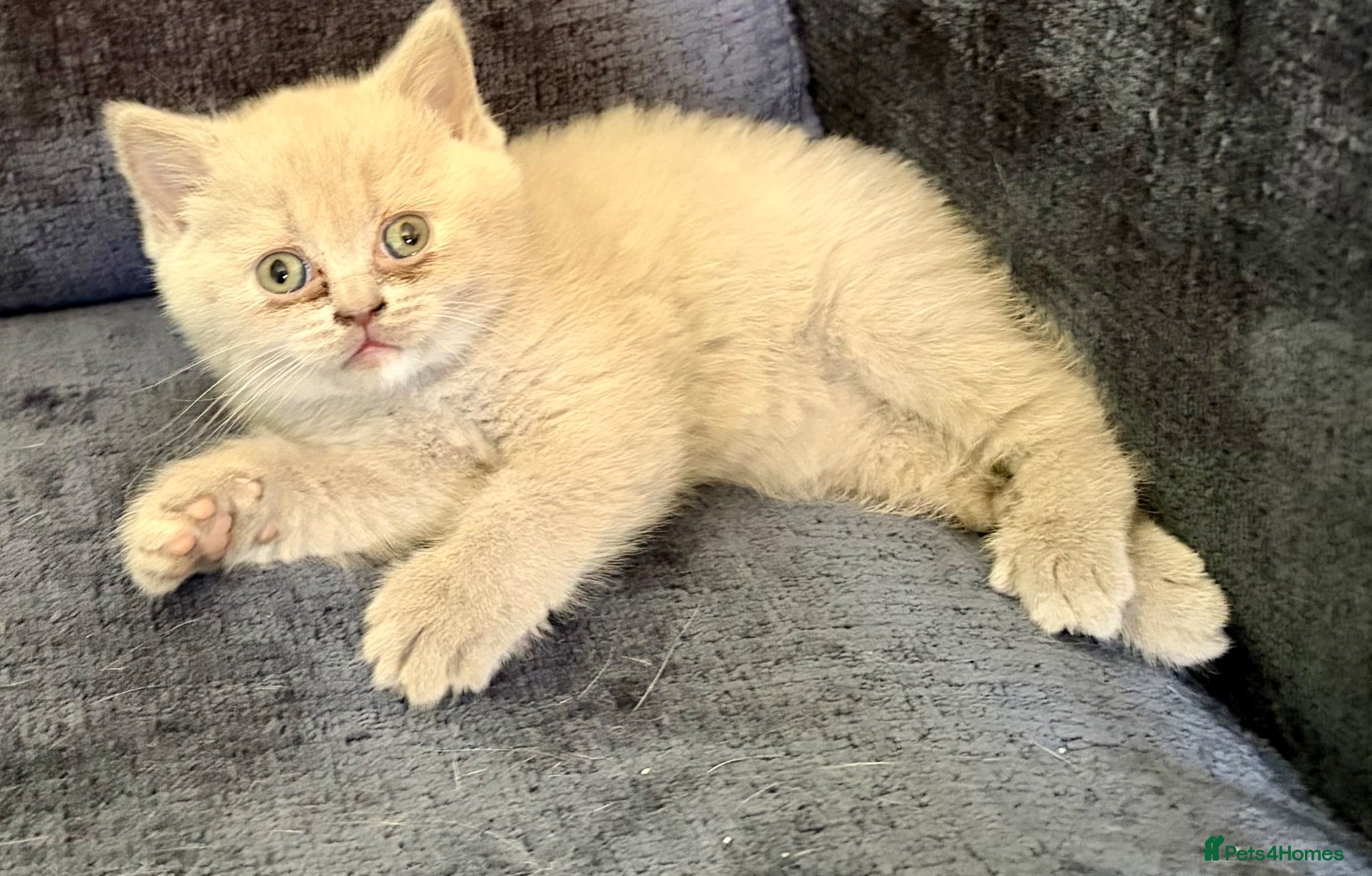 British Shorthair cats GCCF REGISTERED CHAMPION LINE BSH KITTENS - Advert 2