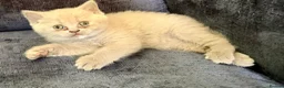 British Shorthair cats for sale: GCCF REGISTERED CHAMPION LINE BSH KITTENS - Advert 2