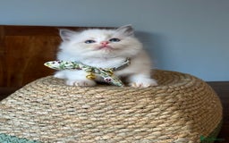 Ragdoll cats for sale: TICA Registered Ragdoll Kittens - Image 22