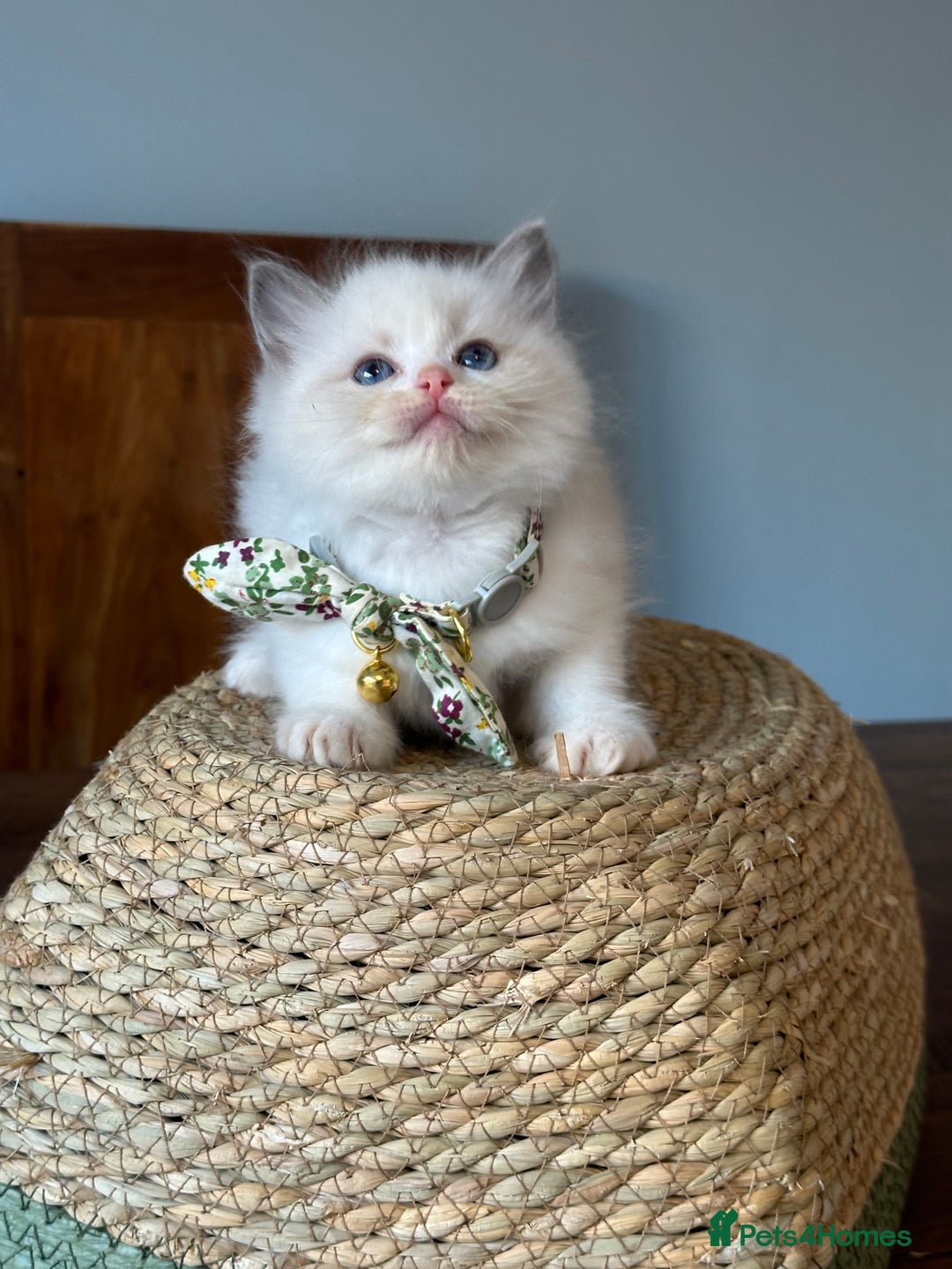 Ragdoll cats for sale: TICA Registered Ragdoll Kittens - Image 22